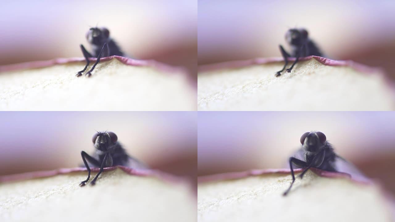 慢动作: 家蝇昆虫宏观