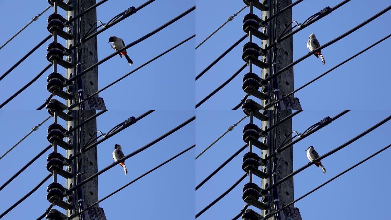 蓝天背景下雨后电线上的4k鸟