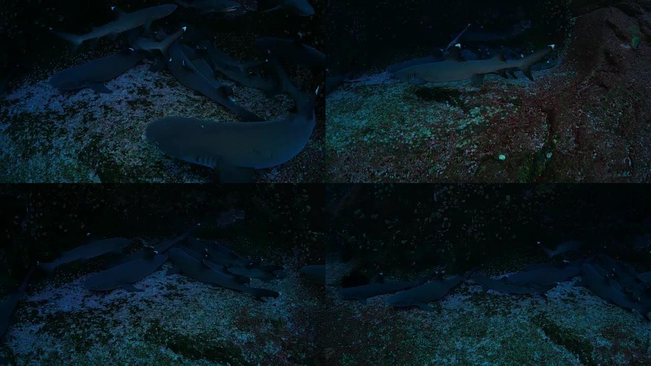 一群睡在地上的白鳍礁鲨