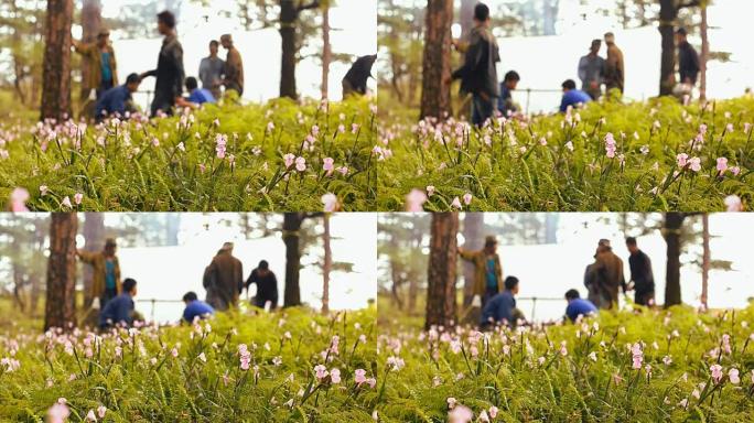 平移: 在粉红色的花朵中露营