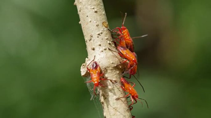 红色虫子吮吸树的形式。