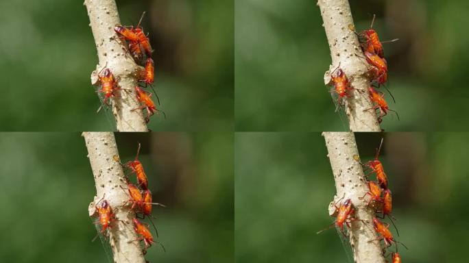 红色虫子吮吸树的形式。