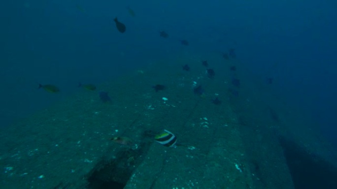 海底木本沉船上游动的珊瑚鱼