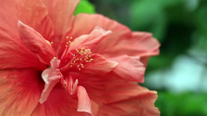 芙蓉花。浅景深