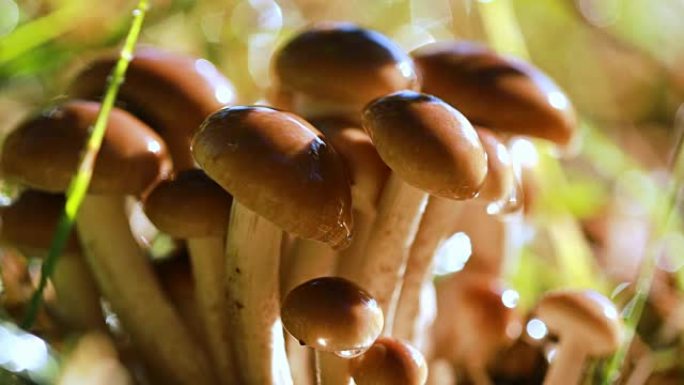 蜜环菌蜂蜜木耳蘑菇在雨中阳光明媚的森林中。