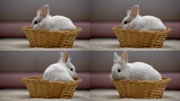 可爱的兔子从篮子里跳出来，动物交易会，复活节的象征