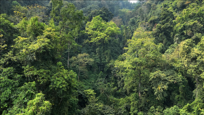 【4K】热带雨林峡谷