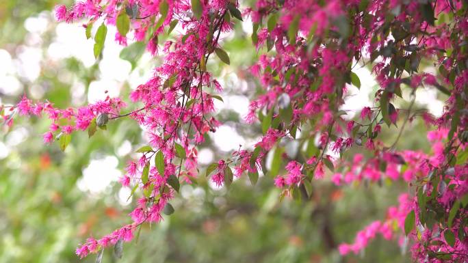 红色花朵镜头空镜