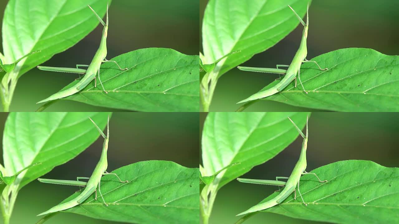 树叶上的螳螂绿色植物有机生态美丽风景