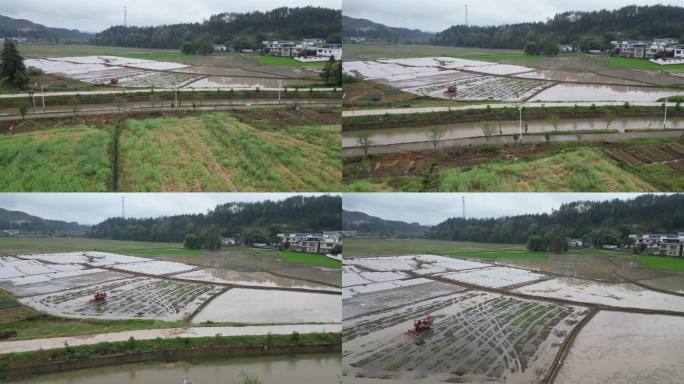 田园生态  白鹤飞翔   白鹭觅食