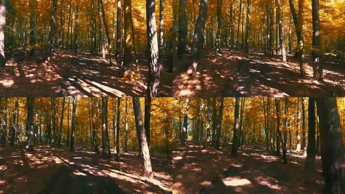 POV穿越落叶林