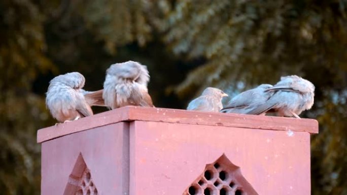 五只八哥八哥坐在柱子上，在德里的街道上清理羽毛