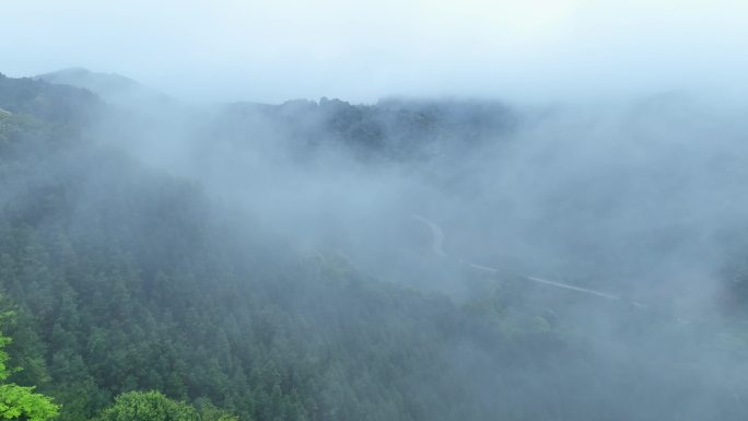 森林云雾绿色生态天然氧吧森林覆盖率