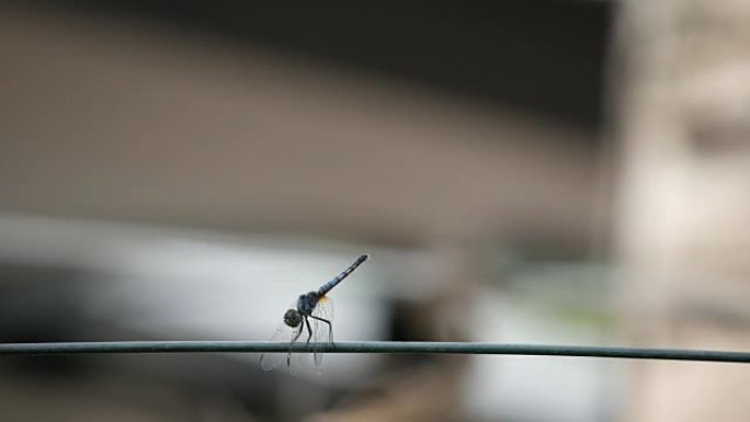 绳子上的蜻蜓野外环境益虫背景虚化