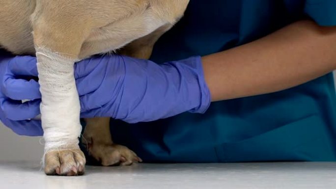 兽医包扎狗爪特写，急救伤害，伤口治疗健康