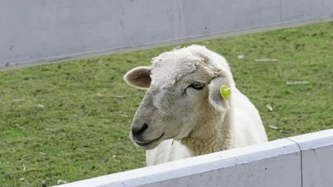 4k羊吃草羊吃草