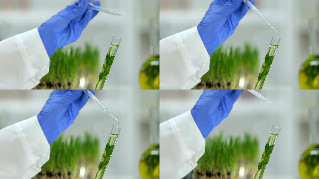 实验室工作人员用植物提取物美容向试管中添加几滴油