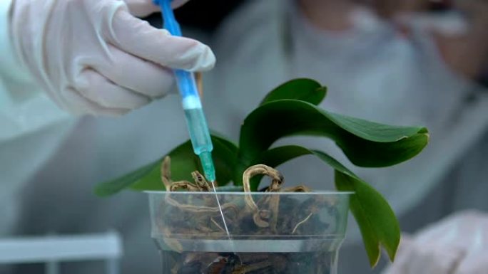 研究人员在绿兰植物中注入测试液，进行肥料开发
