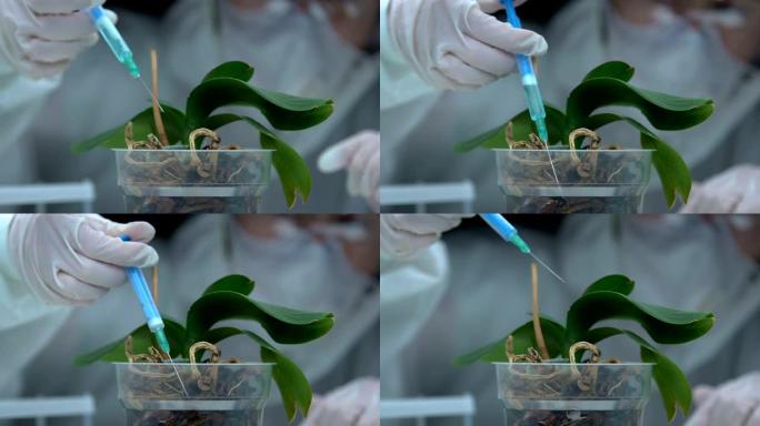 研究人员在绿兰植物中注入测试液，进行肥料开发