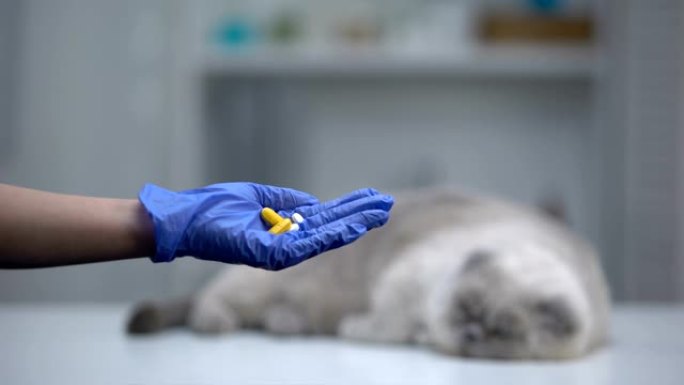 手握手套展示宠物的药丸或维生素，灰猫躺在背景上