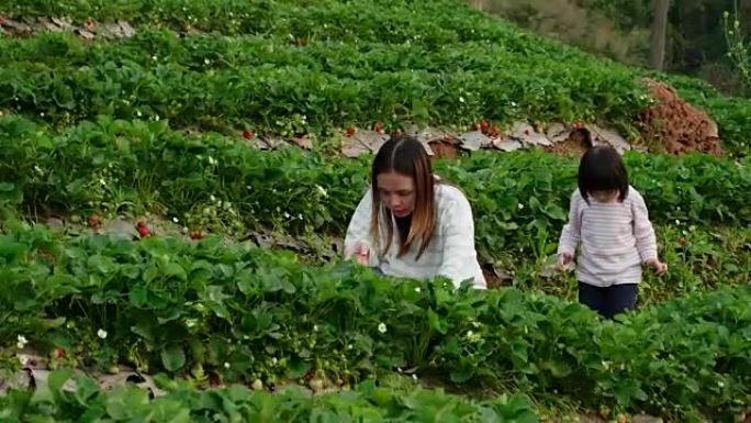小女孩 (2-3岁) 和母亲在草莓农场享受