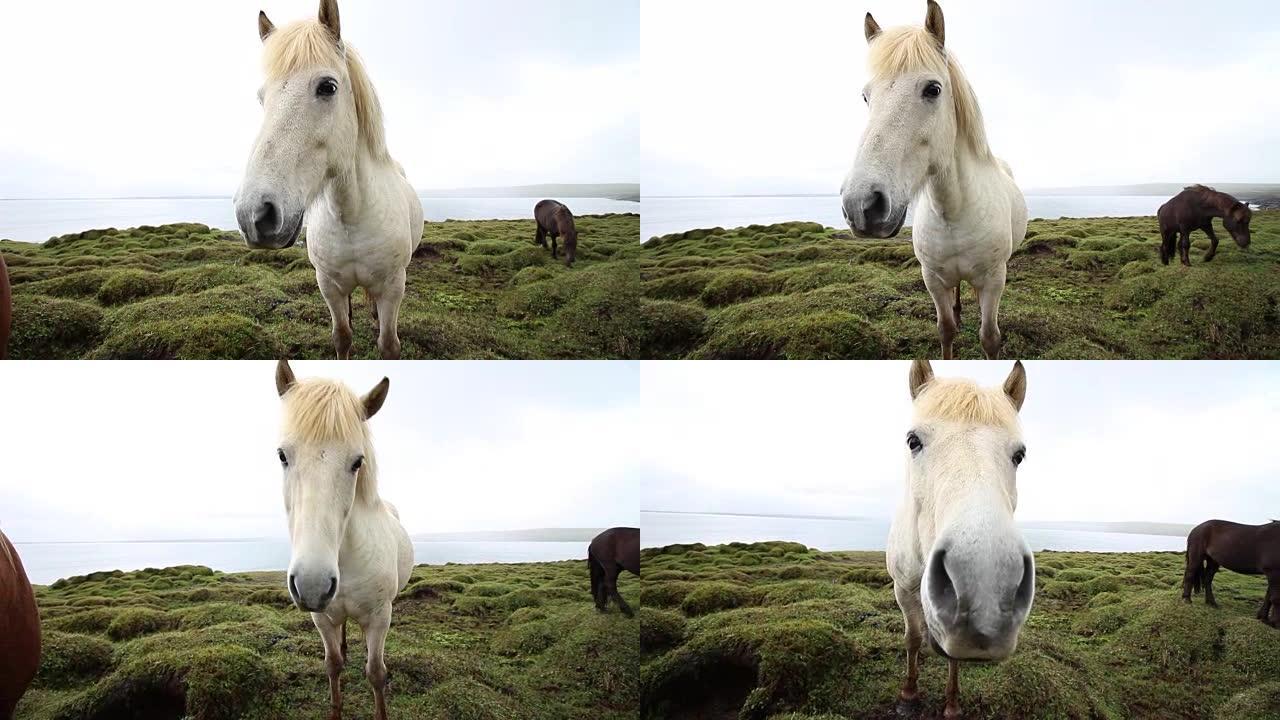 冰岛的白马亮点白马马头