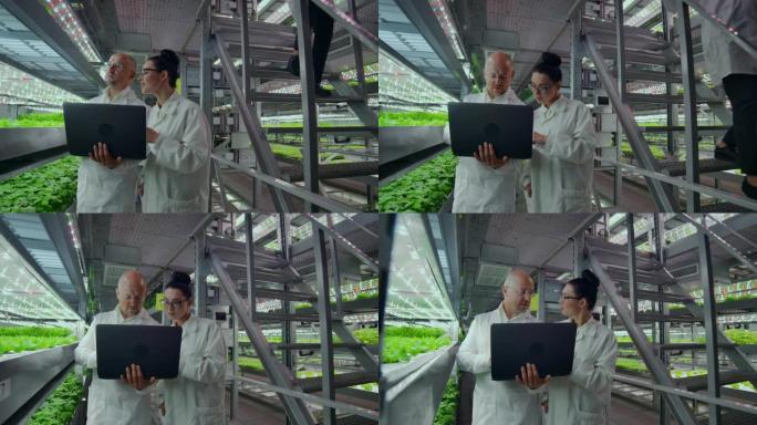 穿着白大褂的科学家带着笔记本电脑沿着农场的走廊进行水培，并讨论了对植物进行基因研究的结果。看看样本。