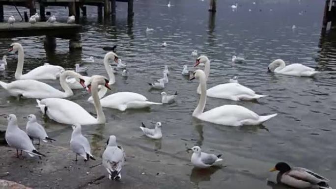 游客中的天鹅和湖鸥被人们喂养