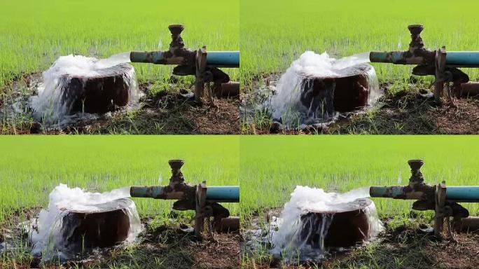 水从管道进入幼苗。