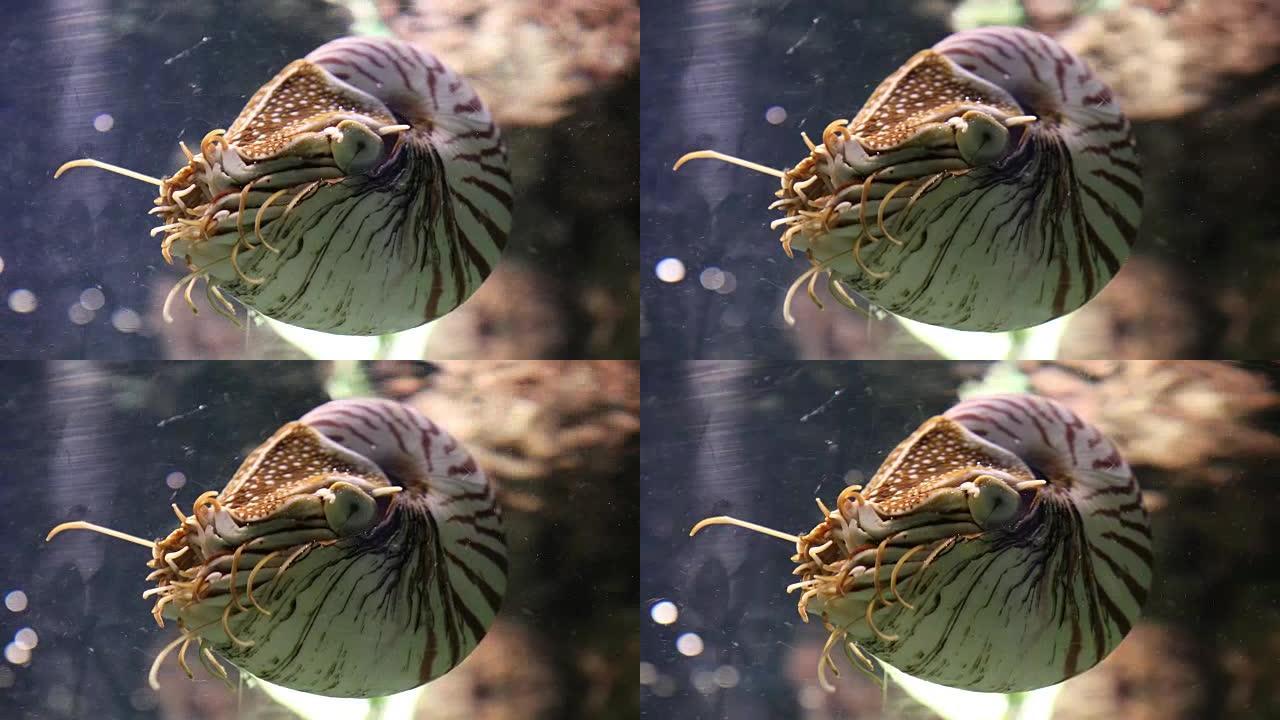 水族馆中有房间的鹦鹉螺(庞皮利乌斯)水下