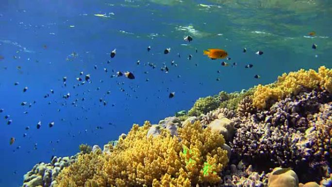 红海上有很多鱼的彩色珊瑚礁