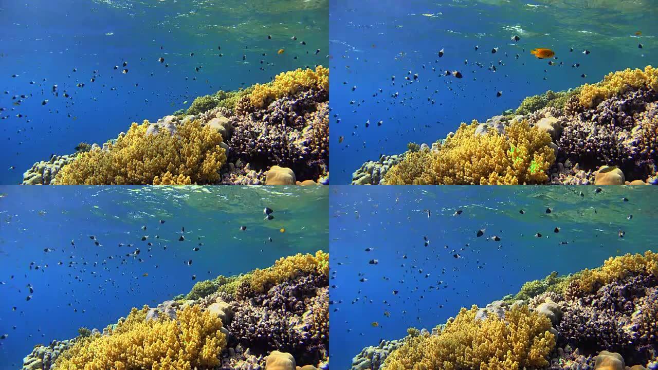 红海上有很多鱼的彩色珊瑚礁