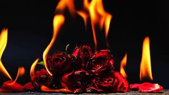 黑色背景上燃烧红玫瑰的慢动作