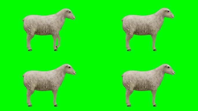 绵羊闲置绿屏 (可循环)