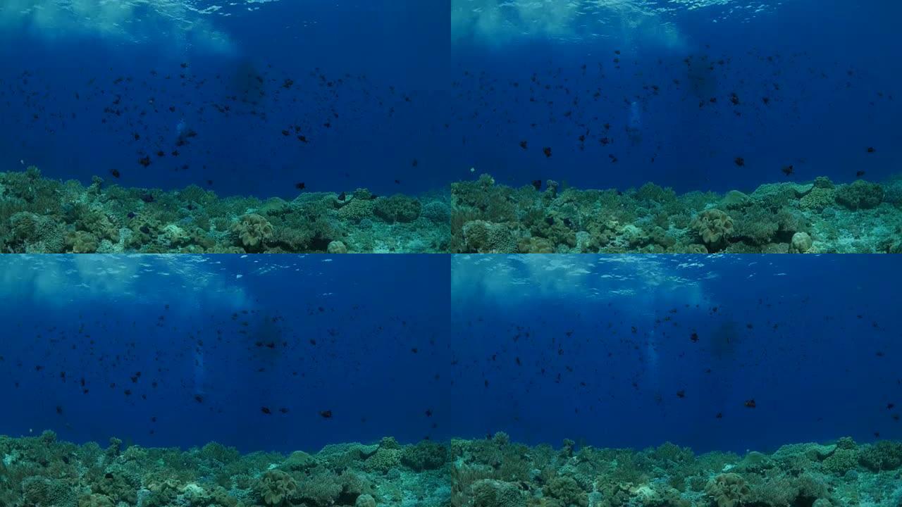 大型triggerfish学校聚集在海底礁石中