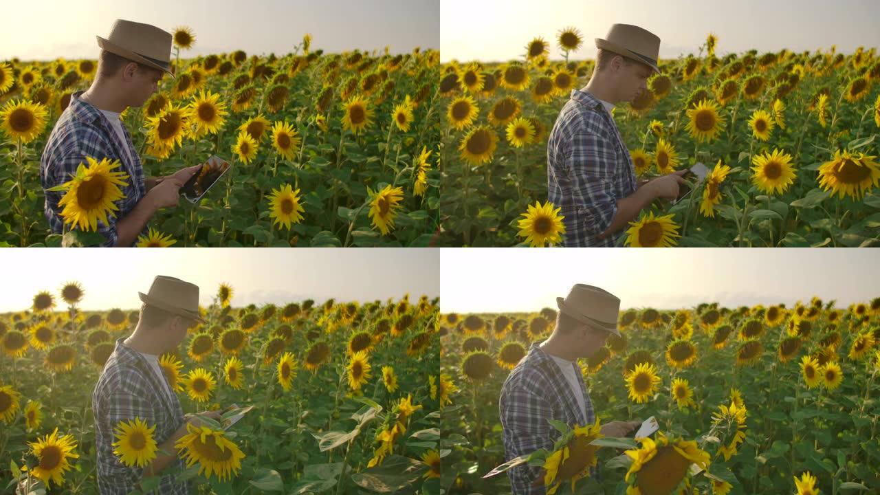 这位生物学家在田间研究向日葵