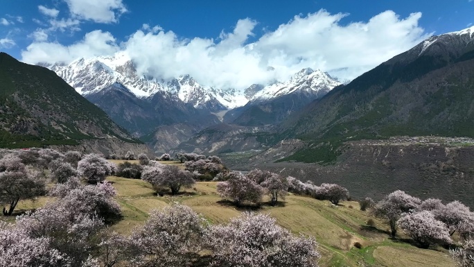 林芝桃花