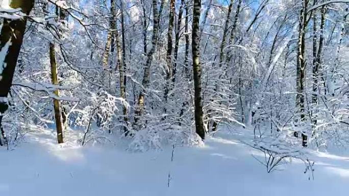 森林里下雪的树枝。冬季仙女背景