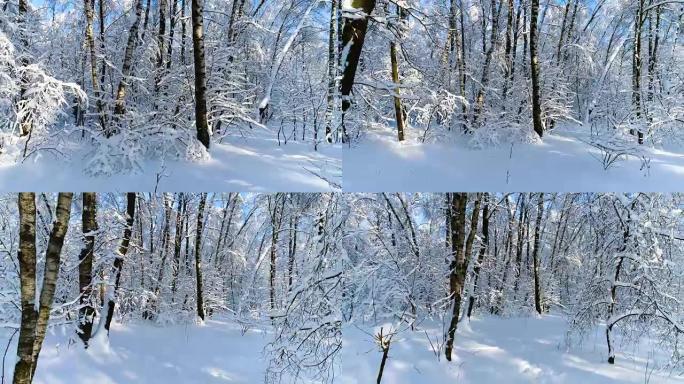 森林里下雪的树枝。冬季仙女背景