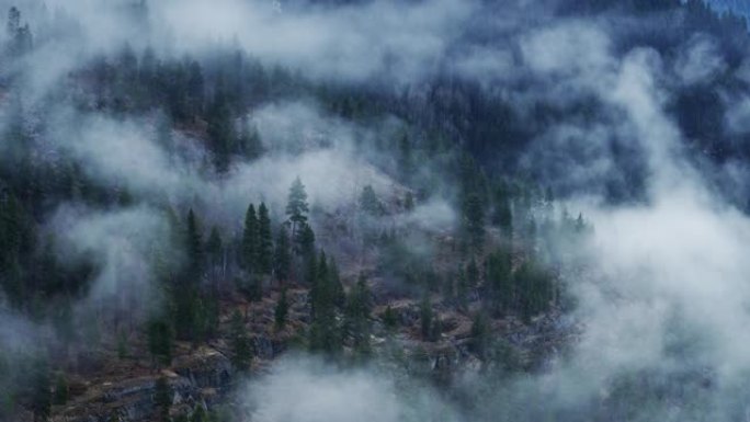蒙大拿州库卡努萨湖上的雾花环树木-无人机射击