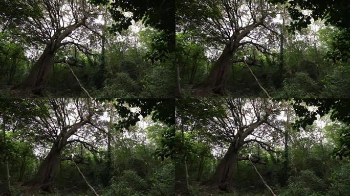 森林中的橡树粗壮的树皮大树参天逆光千年古