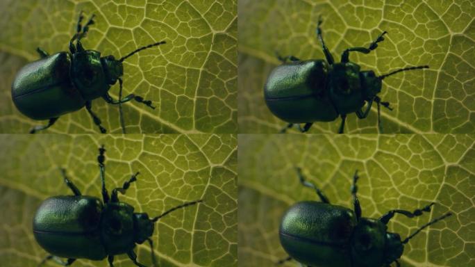 树叶上甲虫的特写镜头