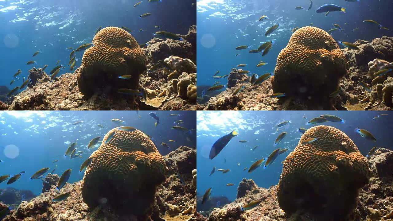 脆弱的珊瑚礁生态系统海洋环境中的月球濑鱼浅滩。利用珊瑚礁保护泰国安达曼海甲米岛的海岛免受捕食者的袭击