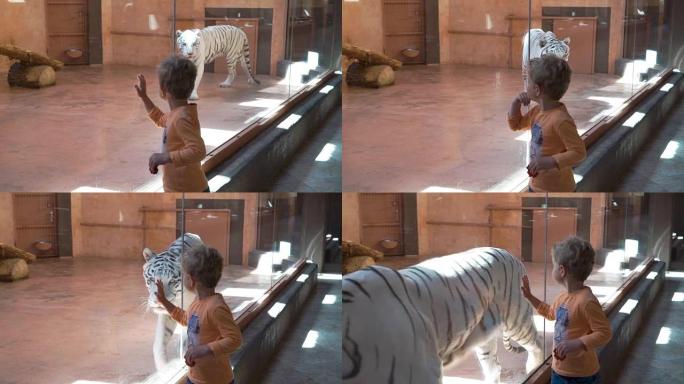 小男孩在动物园看白虎