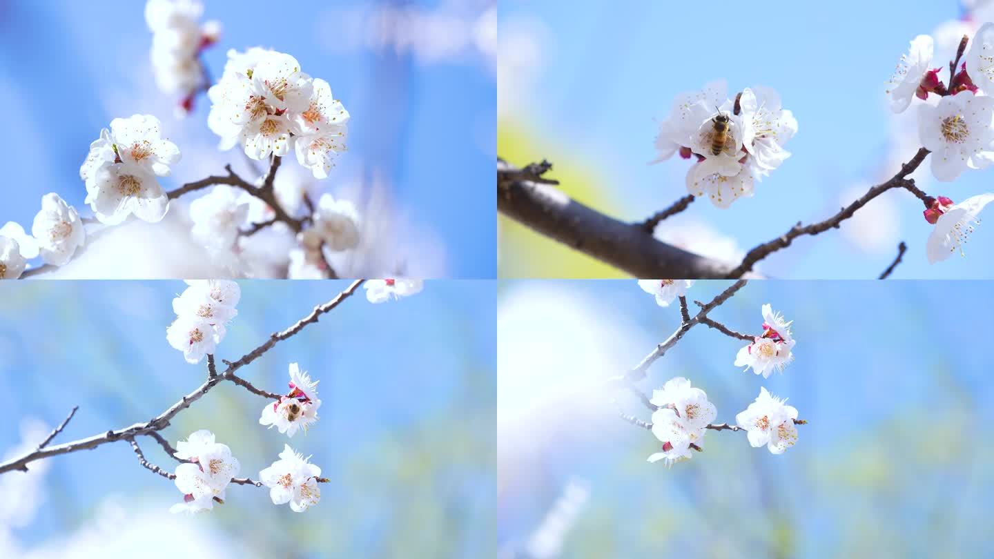 樱花，小蜜蜂，樱花树，春天，美景