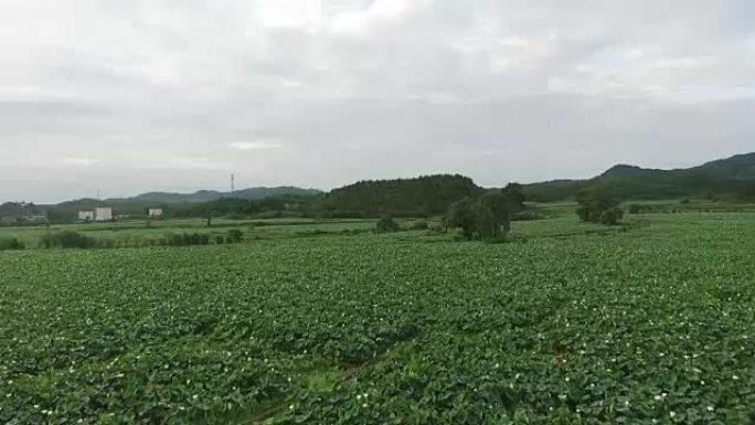 福州市广昌县莲花田全景