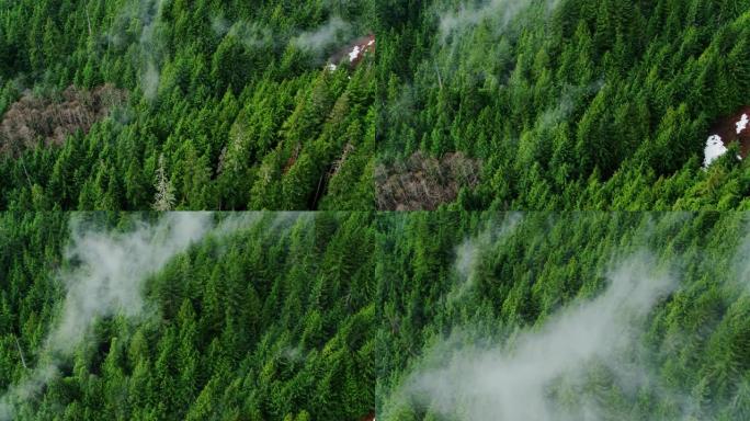 无人机在华盛顿级联的低雾和茂密森林上空飞行