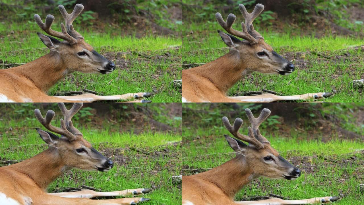 白尾鹿 (Odocoileus virginianus)，又称白尾鹿或弗吉尼亚鹿。