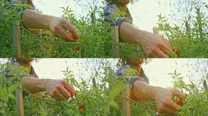 SLO MO男性园丁在阳光下在花园里采摘樱桃番茄