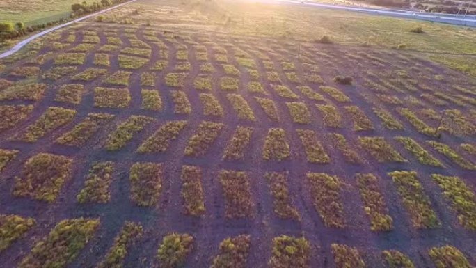 随着日落发出金色的阳光，德克萨斯州牧场上的奶牛在牧场中漫游的图案